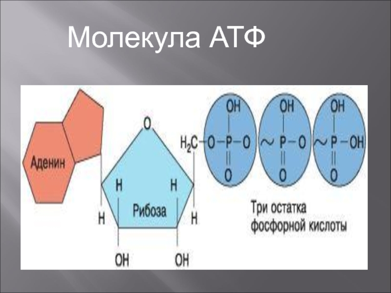 Части молекулы атф