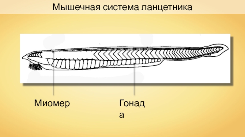 Строение ланцетника рисунок