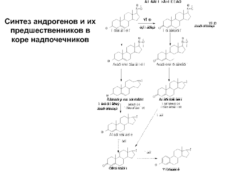 Схема образования андрогенов