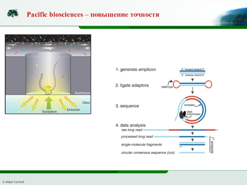 Улучшение точности. PACBIO секвенирование. Solid Biosciences.