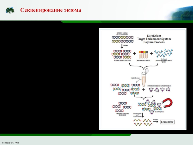 Полноэкзомного секвенирования. Секвенирование. Экзомное секвенирование. ПЦР секвенирование. Понятие о секвенировании генома ПЦР.