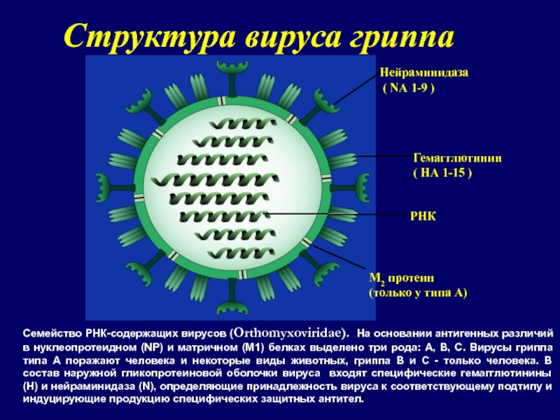 Вирус гриппа семейство