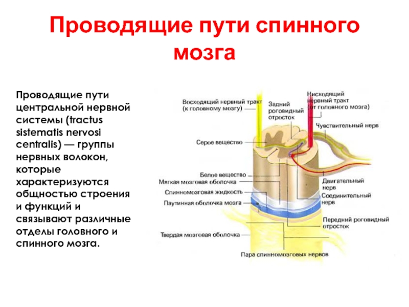 Пути цнс схемы