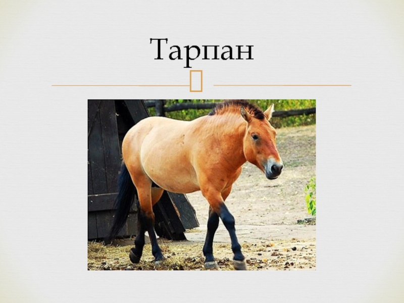 Реферат: Тарпан