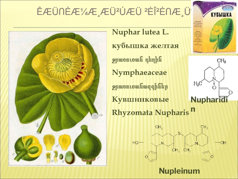 Кубышка характеристика. Кубышка желтая формула цветка. Кубышка желтая строение. Кубышка желтая (Nuphar lutea). Строение кубышки.
