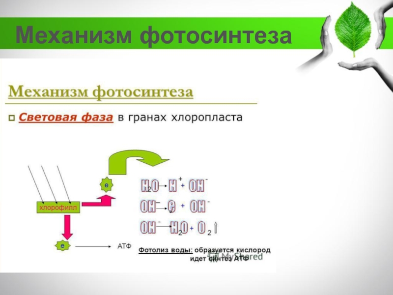 Гран фаза. Световая фаза в Гранах хлоропласта. Световая фваза в Гранах хлоропласты. Механизм фотолиза воды. Импульсный фотолиз.