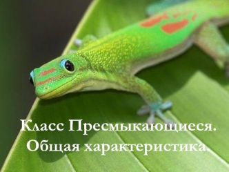 Класс Пресмыкающиеся. Общая характеристика