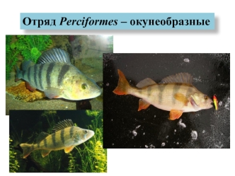 Отряд Perciformes – окунеобразные