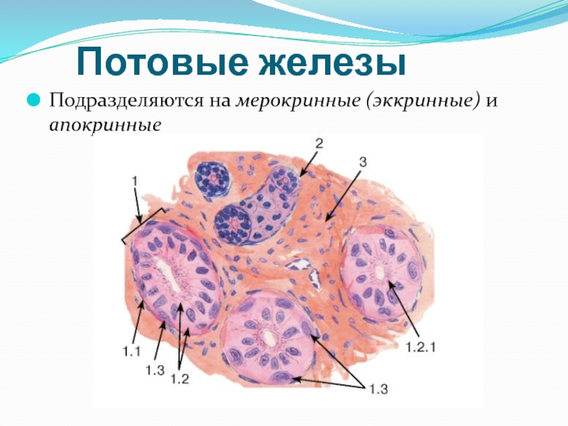 Железы латынь. Мерокринные железы. Эккринные потовые железы. Мерокринные апокринные. Мерокринные и апокринные железы.