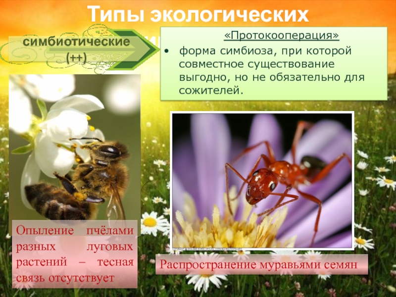 Какие отношения между крапивницей и пчелой. Взаимосвязь растений и насекомых. Типы экологических взаимодействий протокооперация. Опыление растений. Опыление пчелами растений Тип взаимоотношений.