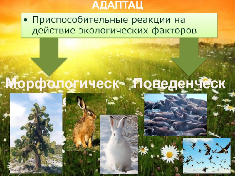 Экологические факторы адаптации. Экологические факторы картинки для презентации. Поведенческие адаптации животных. Природные факторы картинки для презентации. Бабочки экологические фактор.