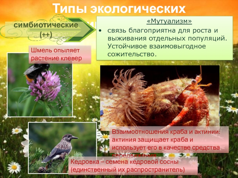 Типы отношений между растениями. Экологические взаимоотношения организмов. Типы экологических взаимодействий. Тип взаимодействия мутуализм. Экология взаимоотношения между организмами.