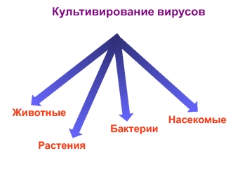 Культивирование вирусов