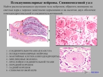 Псевдоуниполярные нейроны. Спинномозговой узел