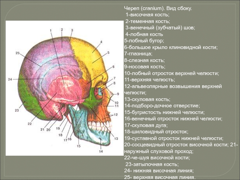 Теменная и височная кости тип соединения. Височная кость черепа анатомия человека. Верхняя височная линия лобной кости. Строение черепа сосцевидный отросток.