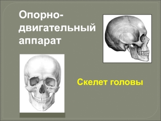 Опорнодвигательный аппарат. Скелет головы. Краниология