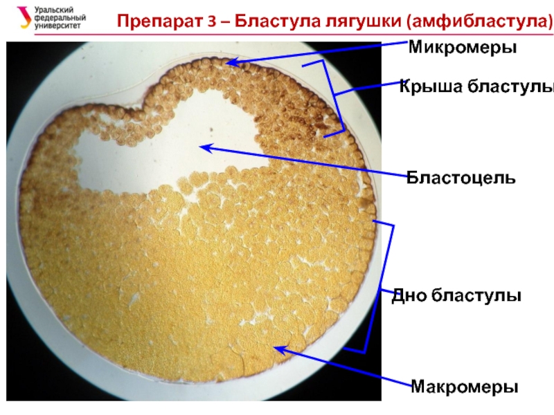 Гаструла лягушки рисунок