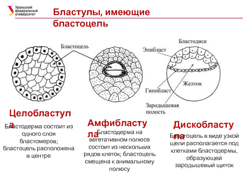 Размер бластулы