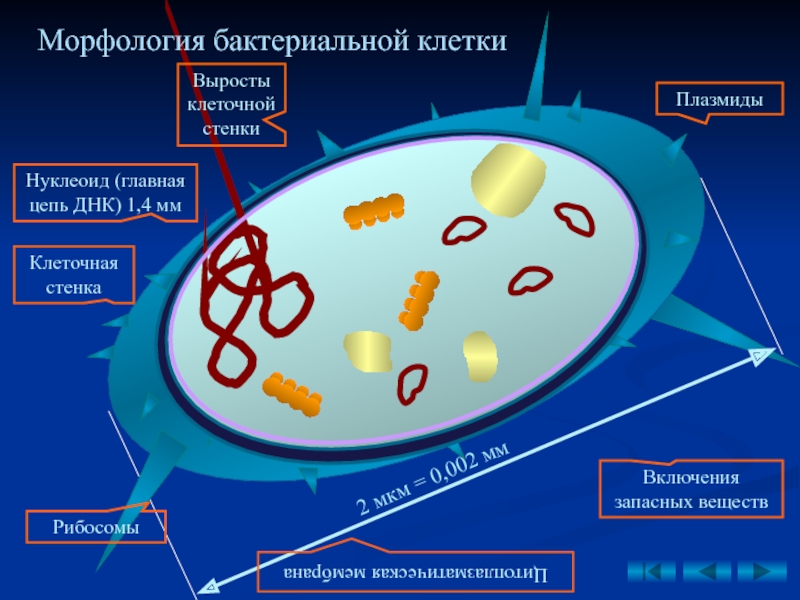 Клетка микроорганизмы