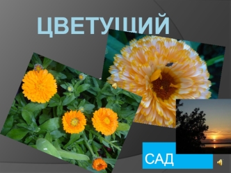 Цветущий сад