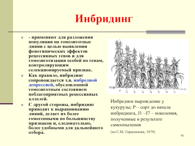 Значение близкородственного скрещивания проект