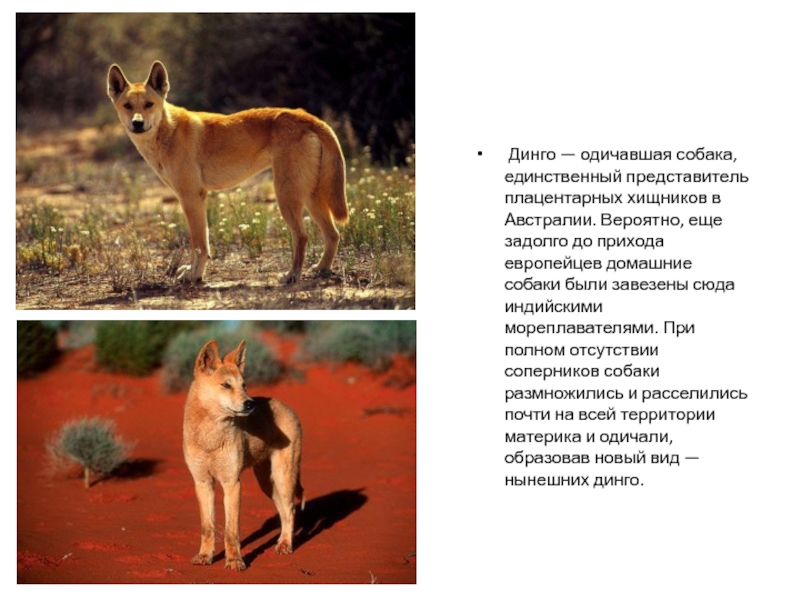 Динго - одичавшая собака, единственный представитель плацентарных хищников ...