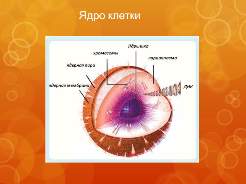 Определите какой цифрой на рисунке обозначена кариоплазма