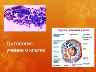 Цитология учение о клетке. Животная клетка