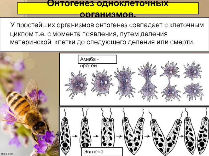 Онтогенез организмов. Онтогенез одноклеточных организмов. Развитие одноклеточных. Онтогенез простейших. Деление одноклеточных организмов.