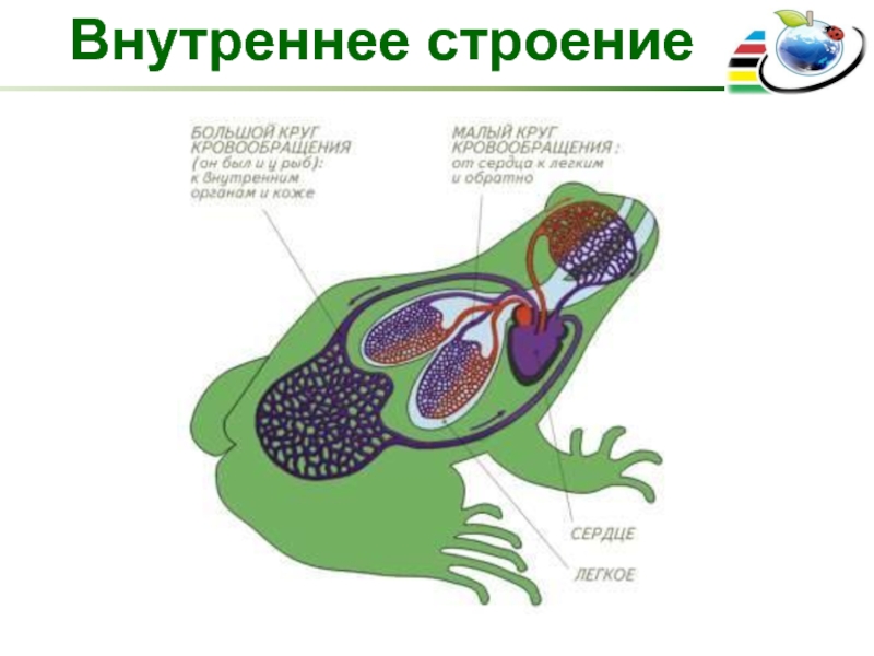 Схема кровеносной системы лягушки строения