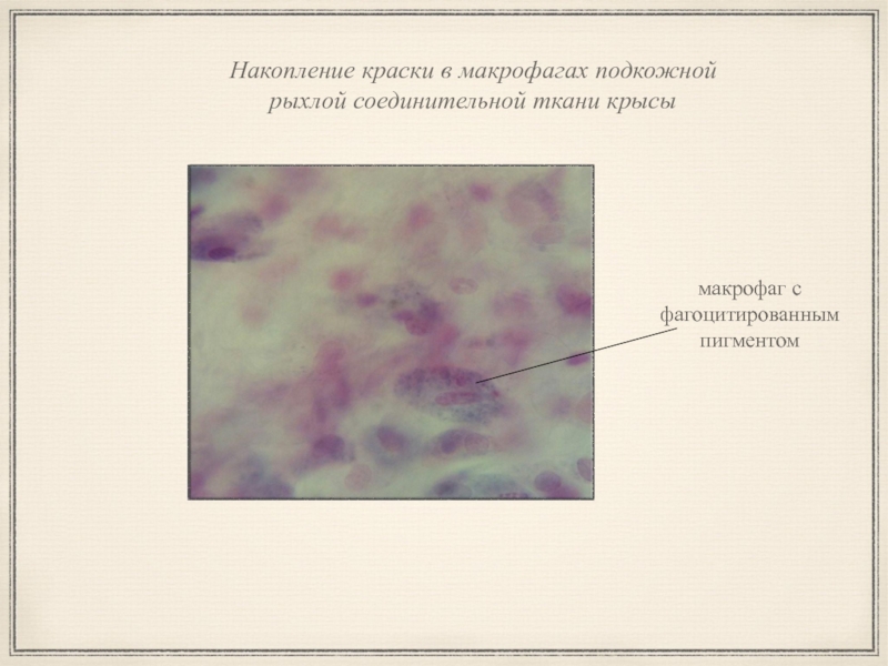 Макрофаги в тканях. Рыхлая волокнистая соединительная ткань подкожной клетчатки крысы. Макрофаг в рыхлой соединительной ткани. Краска макро. Накопление краски макрофагами.