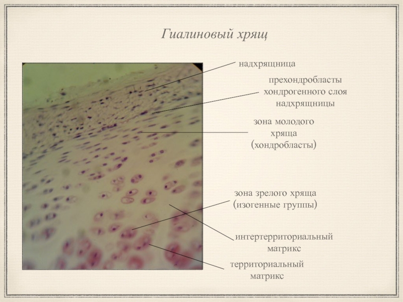 Гиалиновый хрящ рисунок