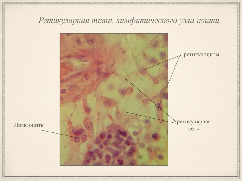 Лимфоциты латынь