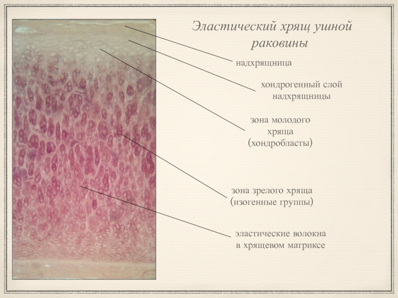 Эластический хрящ гистология рисунок