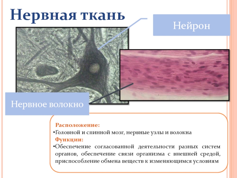 Основные функции нервной ткани в организме