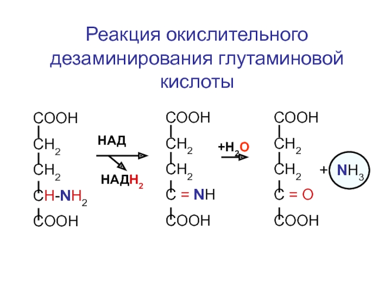 Глутаминовая кислота аналоги