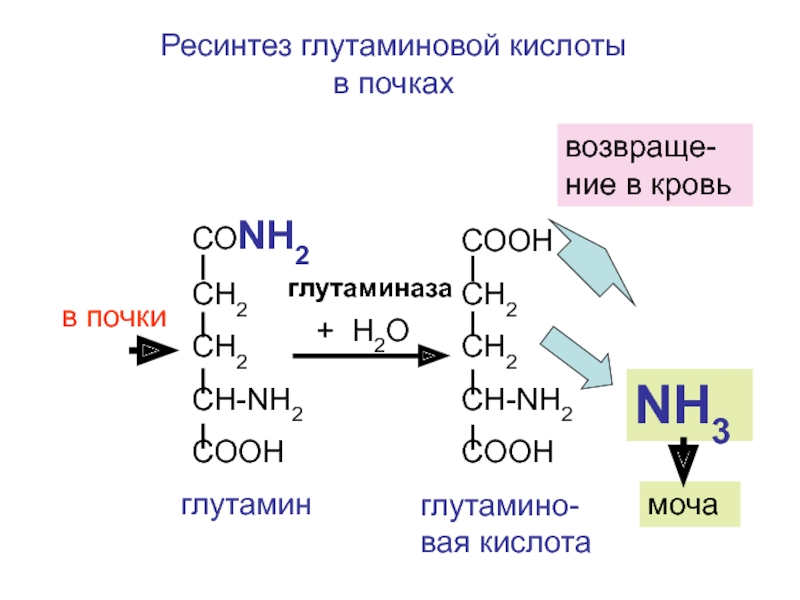 Глутаминовая кислота в продуктах