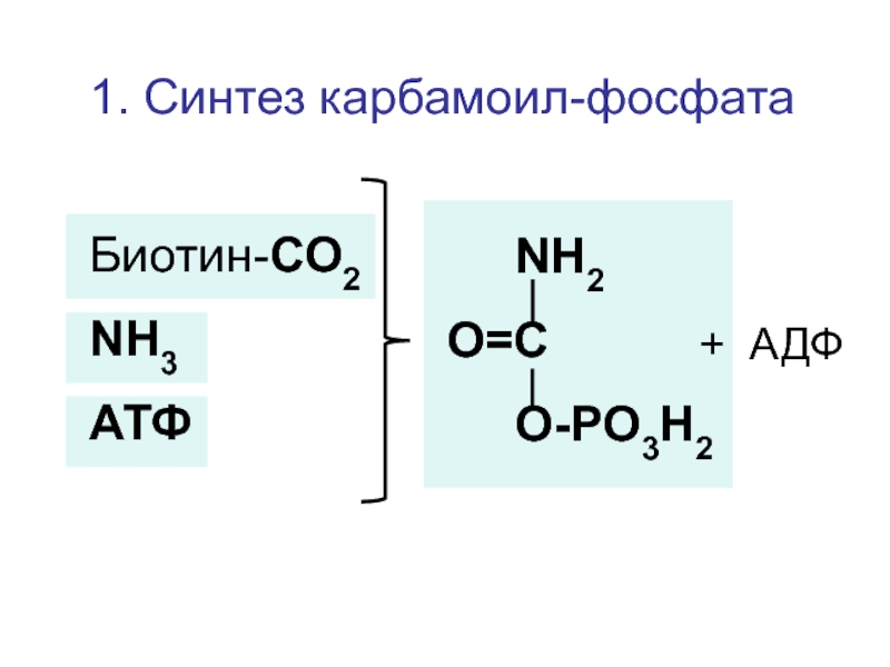 Синтез 1. Карбамоил. Синтез карбамоилфосфата. Карбамоиласпартат формула. N карбамоил аспарагиновая кислота.