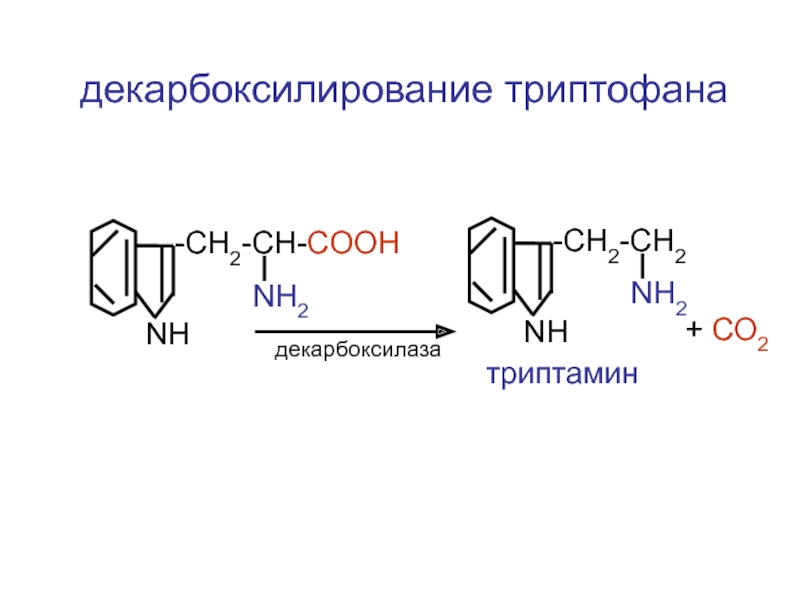 Декарбоксилирование аминокислот реакция