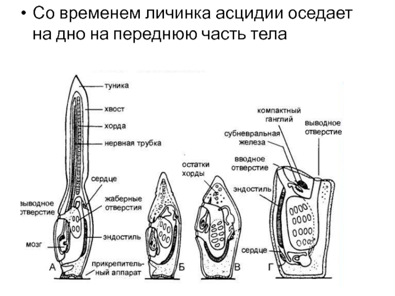 Строение асцидии схема