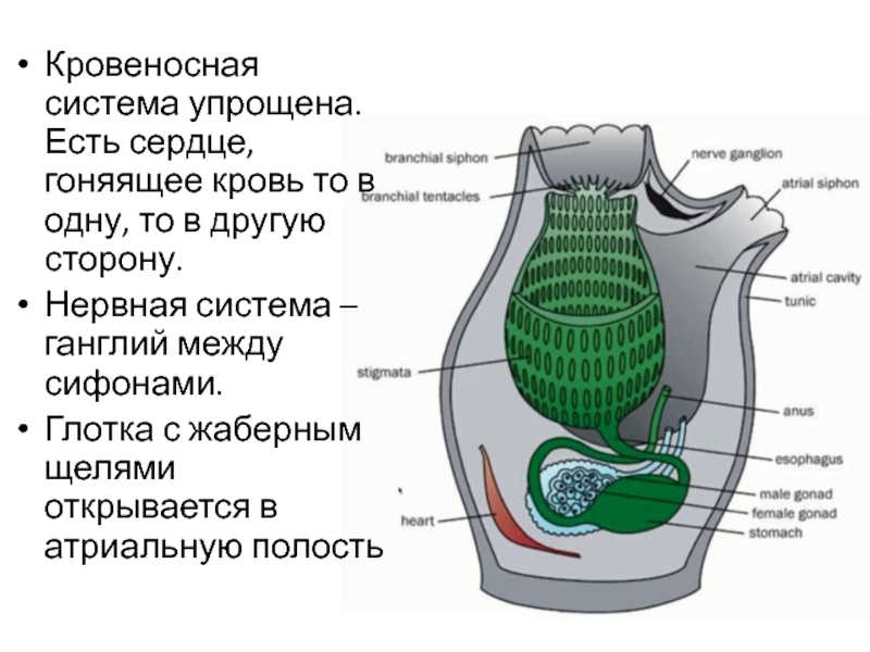 Атриальная полость