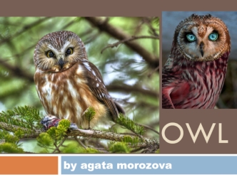 Owl. Owl in art