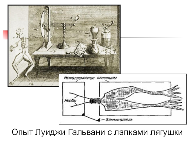 Эксперимент Луиджи Гальвани. Луиджи Гальвани эксперимент с лягушкой. 2 Опыт Гальвани схема.