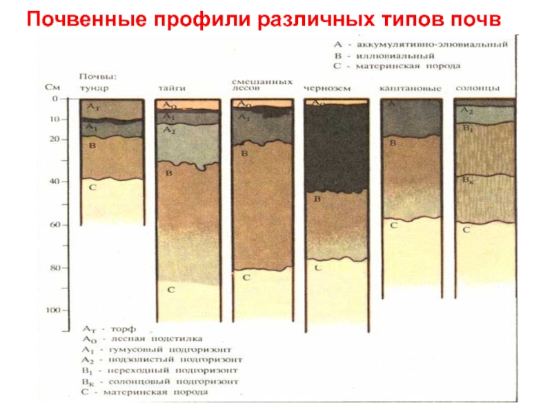 Схема строения почвенного профиля