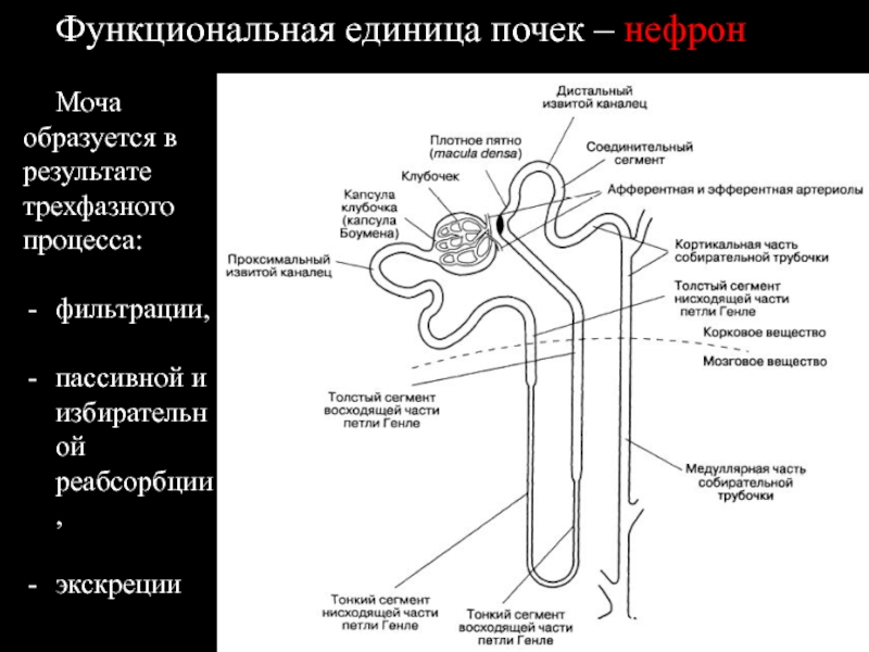 Схема строения нефрона физиология