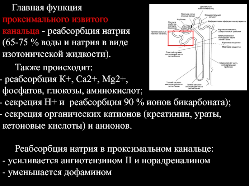 Проксимальный извитой каналец