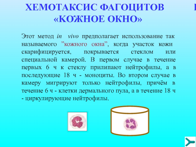 Изучение хемотаксиса. Метод кожного окна хемотаксис. Кожное окно метод исследования.