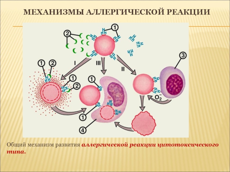 Виды аллергических реакций с картинками у человека