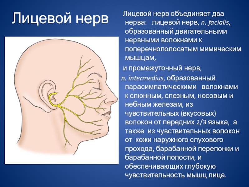 Реферат: Лицевой нерв 2