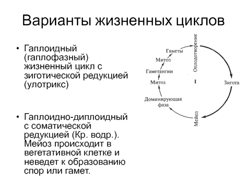 Гаплоидный цикл. Гаплофазный жизненный цикл с зиготической редукцией. Гаплофазный жизненный цикл. Зиготическая редукция. Гаплофазный жизненный цикл улотрикса.